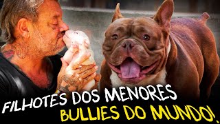 A EVOLUÇÃO DOS FILHOTES DE MICRO BULLIES: DO NASCIMENTO ATÉ A ENTREGA AO DONO! by Richard Rasmussen 167,246 views 1 month ago 13 minutes, 6 seconds