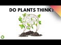Understanding Plant Senses and Communication