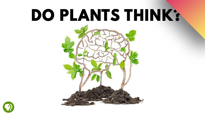 Plants Are Smarter Than You Realize
