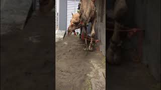 Eid Ul Adha Camel Qurbani 2022