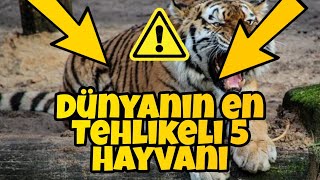 Dünyanın en Tehlikeli 5 Hayvanı 🦈 Resimi