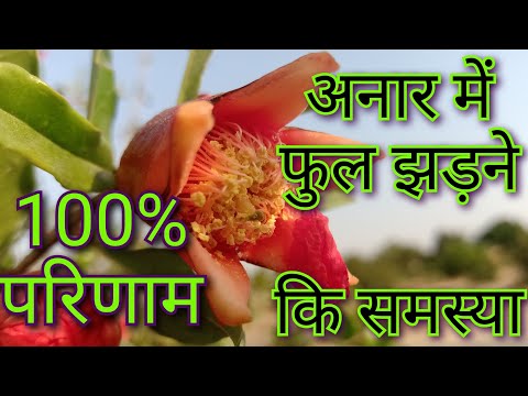 #Indianagriculture #pomegranate अनार के फूल झड़ने से रोकने के उपाय।100% समस्या दूर