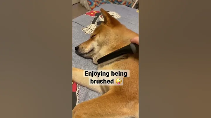 Enjoying being brushed 🤪 #cutedog #doglover #shiba #shibainu #shorts #cute #dog #puppy #dogshorts