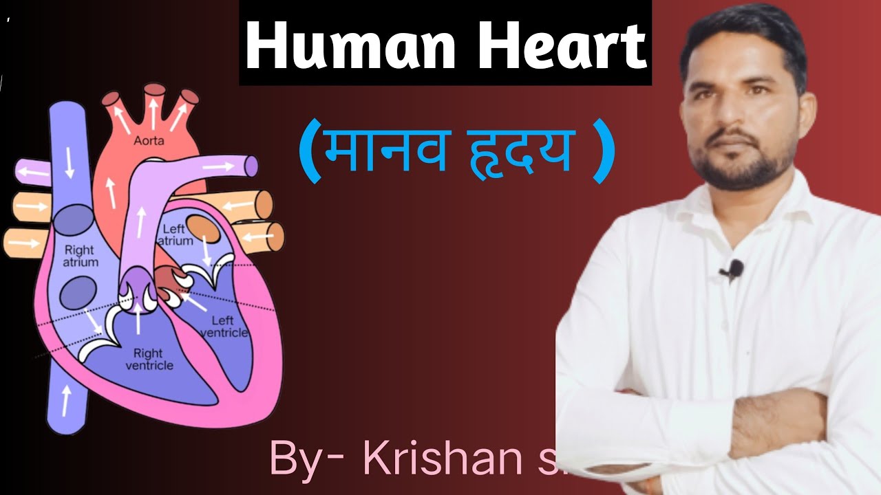 Human heart ।। मानव हृदय।। complete concept for 10th Board exam #human ...