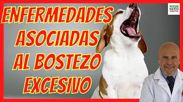 ¿Por qué te lamen los perros cuando bostezas?