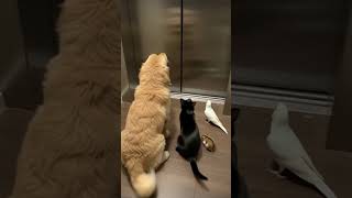 Will It Press the Trap? One Wrong Move and SNAP!#catdanger #snaptrap #shortclip Net Worth