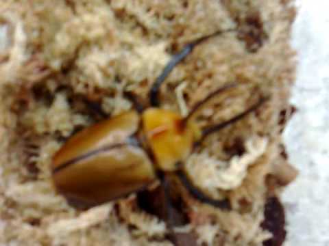 Kgofa Insect Golofa porteri from Kingdom of Beetle Taiwan (origin : Venezuela ...