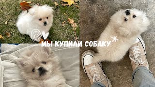 мы купили собаку ☁️