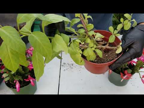 Vídeo: Informació de les plantes Costus: com cultivar plantes Costus al jardí