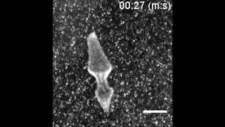 Mechanics Dictate Where And How Freshwater Planarians Fission