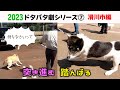 2023狂犬病予防注射会場のドタバタ劇⑦ 滑川市編