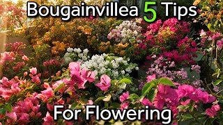 Bougainvillea 5 Tips for flowering/watering trick #bougainvillea
