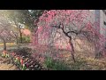 早朝の越谷梅林公園を歩いてみた/元荒川の近くに咲く白梅紅梅/埼玉観光旅行vlog