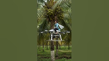 Futuristic Drone Harvesting Coconuts in Lush Green Farms#shorts