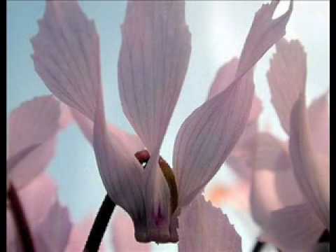 'The Cyclamen', sung by Esther Ofarim