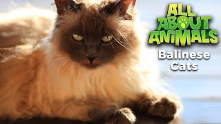 Balinese Cats | All About Animals (Breed Spotlight)