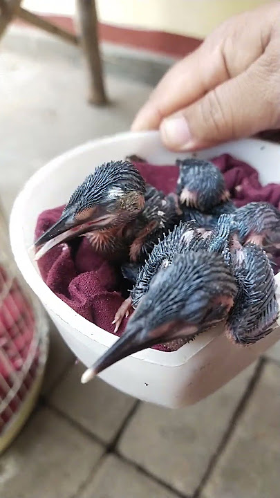 Anak Burung cekakak Raja udang #duniaburung  #cekakak #rajaudang