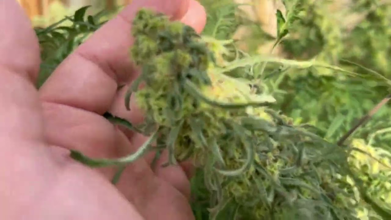 Freakshow by Humboldt seed company Update week 5 of flower