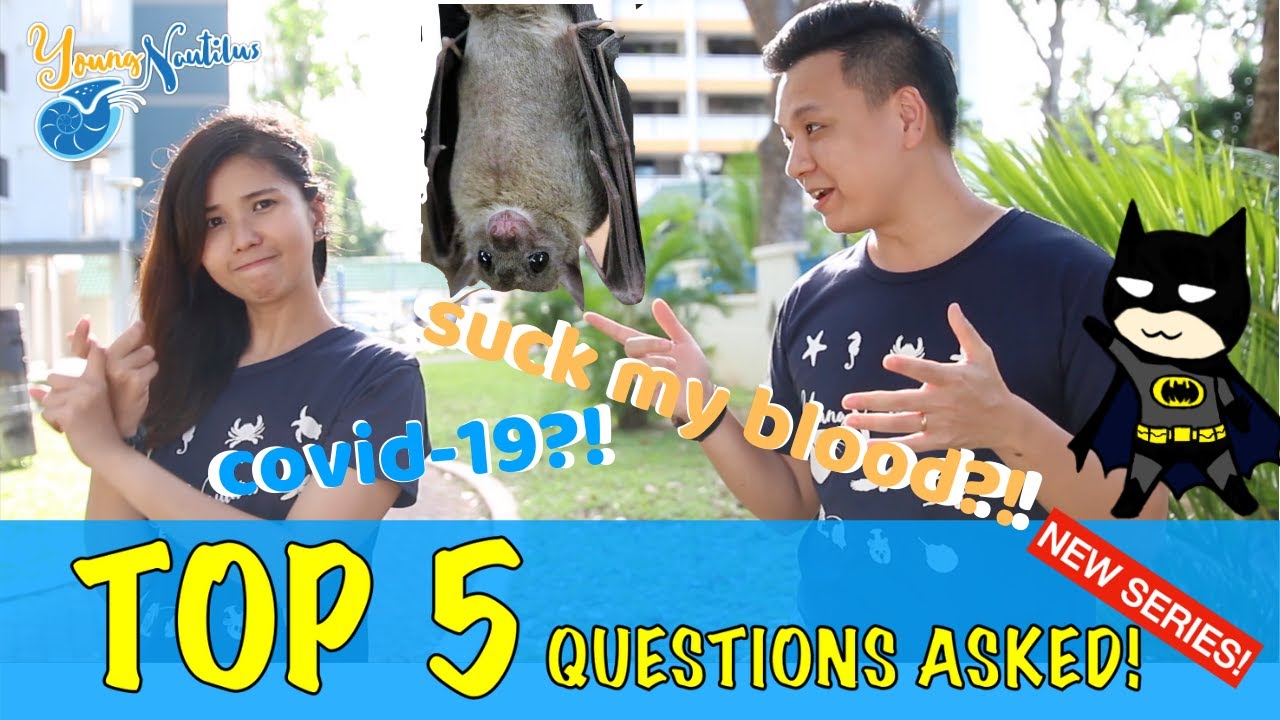 Lesser Dog-faced Fruit Bat | TOP 5 Questions Asked!