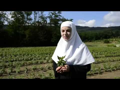 Video: Planta de busuioc - Motive pentru care o plantă de busuioc continuă să cadă