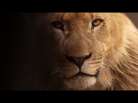 Vidéo: Pourquoi Le Lion Rêve