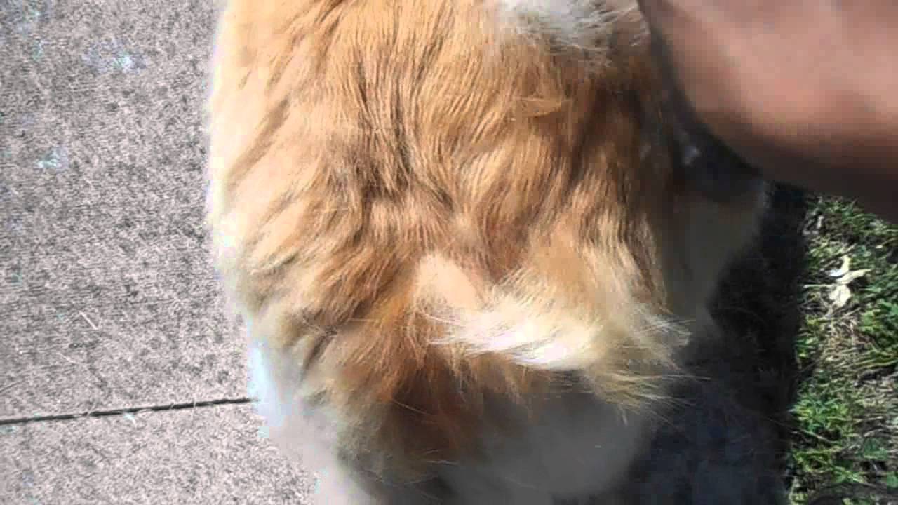 How to Deshed - Reduce Shedding on a Double Coated Dog #