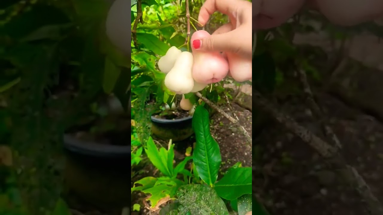 Panen Jambu Tabulapot 