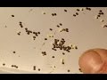 Bombyx mori - Wie man die Eier des Maulbeerspinners überwintert