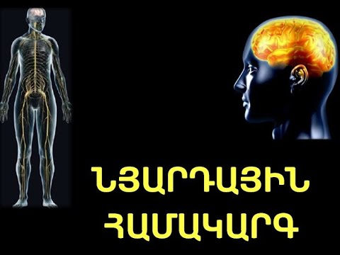 Նյարդային համակարգ / Nervous System