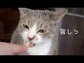 【カリカリツアー】うちの猫ごはん | #モアクリ Vlog053