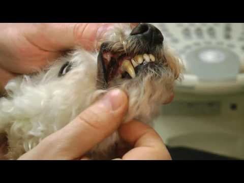 Video: Zlomenina Zubu U Psů