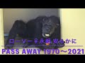 【チンパンジー Chimpanzee】ローリー Rolly♀(1970-2021) 永眠 PASS AWAY【安らかに R.I.P.】東山動植物園