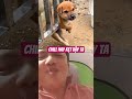 #pets