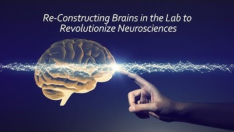 Re-constructing Brains in the Lab to Revolutionize Neuroscience