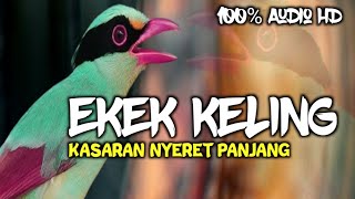 KASARNYA GAK NGOTAK!! EKEK KELING FULL BESETAN PANJANG PATAS || MASTERAN MURAI KACER CENDET CUCAKIJO