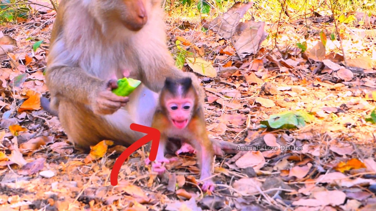 Heart-melting moment 💖 Baby monkey feels nervous during Mom Moka’s care
