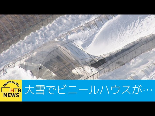降雪地でもつかえるビニールハウス 雪の重みでビニールハウスが… 最強寒波の爪あと各地て 県内の農業関係
