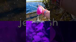 Learn Sea Animal Names for Kids at the Lake: Shark Jellyfish Horseshoe Crab Penguin Fish