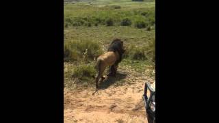 Lion with his wildebeest kill