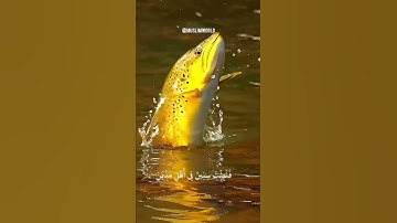 قال ربي اشرح لي صدري ❤️#ارح_قلبك #راحة_نفسية #القرآن_الكريم #تلاوات #قرآن #اسلام_صبحي #شريف_مصطفى