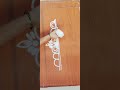 rangoli muggulu simple and side border design #rangoli #shortvideo #shortsfeed #simple #shorts