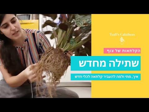 שתילה מחדש | איך, מתי ולמה להעביר קלתאה לכלי חדש?