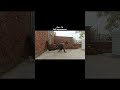 Day-70 self improvement🥊 #martialartstraining#boxing#stance#short#video#training