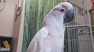 A Cockatoo Never Stops by Mr. Max T.V. 6,076 views 3 weeks ago 5 minutes, 21 seconds