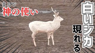 発見】北の大地に『白いシカ』出現「まるで神の使いのよう」角まで