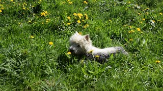 West Highland White Terrier (Westie) Bobby. Dog heaven