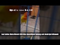 Jual Burung Lovebird Lutino Mata Merah