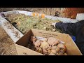 Planting Green Sprouting Potatoes in a Massive Compost Pile... Will They Cook Or Grow?