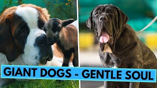 TOP 10 Giant Dog Breeds That Make Great Family Pets