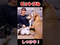 ピットブルの子犬が可愛いすぎる💕レイのしつけ【アメリカンピットブル】#shorts